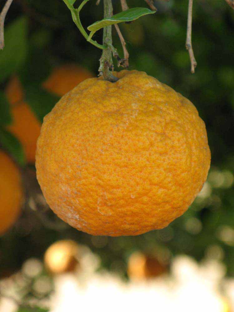            Fruit (Riverside, CA)   